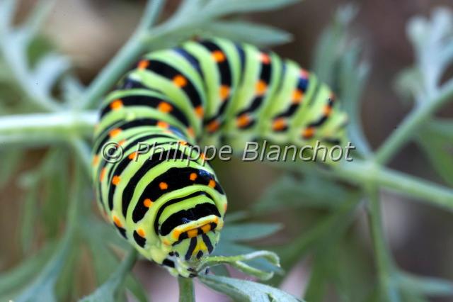 papilio machaon chenille.JPG - Chenille du machaonPapilio machaonLepidoptera, PapilionidaeMorbihan, France